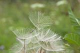 Tragopogon pratensis. Плод. Пермский край, г. Пермь, Кировский р-н, недалеко ж.-д. платформы Промучасток, луг. 13 августа 2017 г.