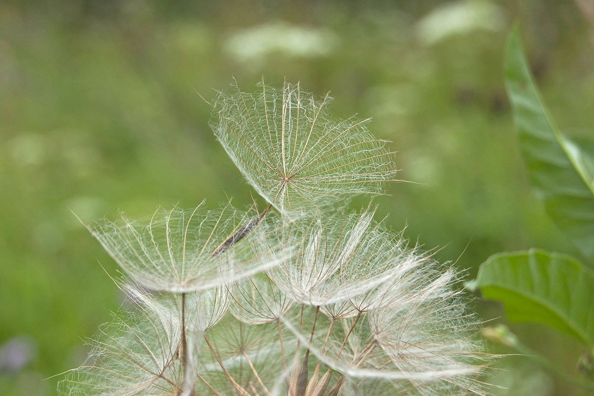 Image of Tragopogon pratensis specimen.