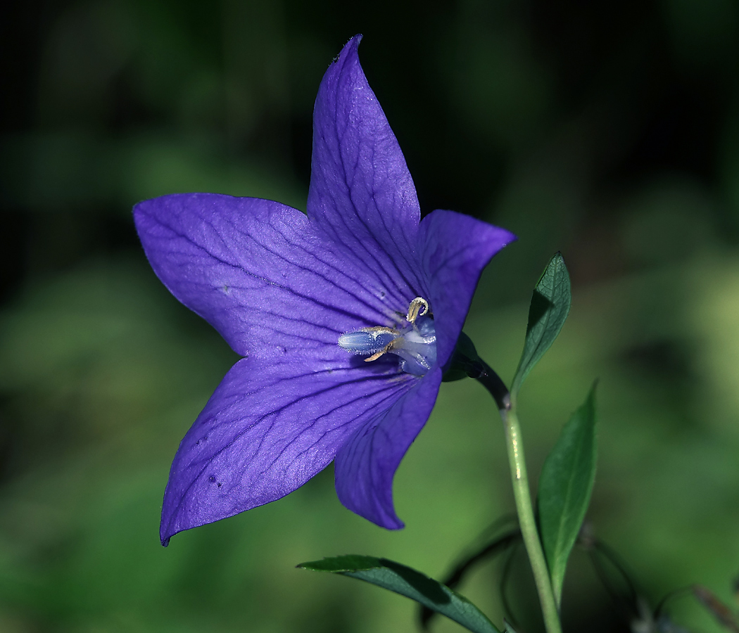 Изображение особи Platycodon grandiflorus.