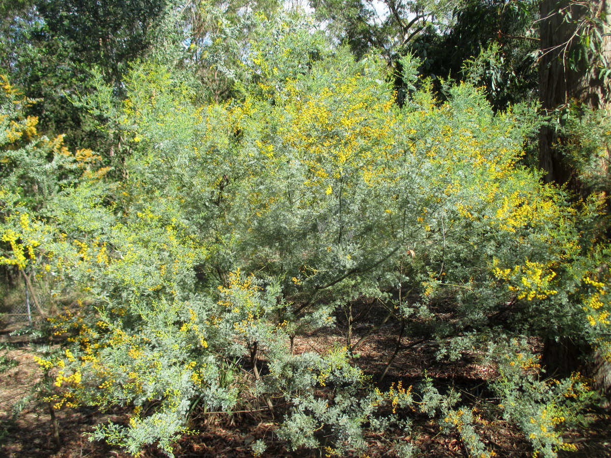 Image of Acacia chinchillensis specimen.