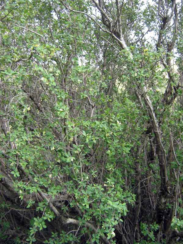 Image of Lonicera microphylla specimen.