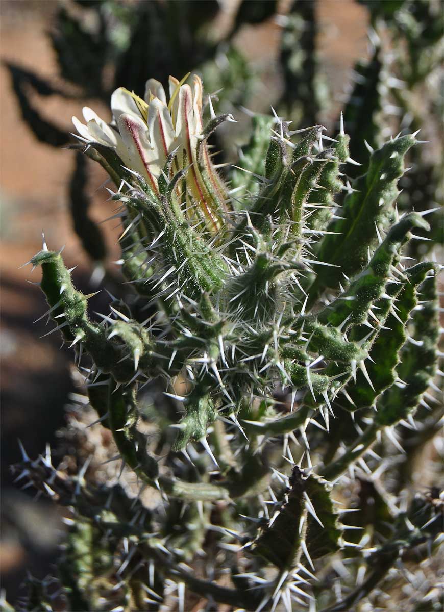 Image of Codon royenii specimen.
