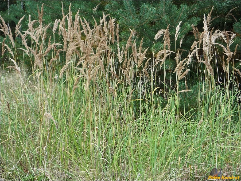 Изображение особи Calamagrostis epigeios.