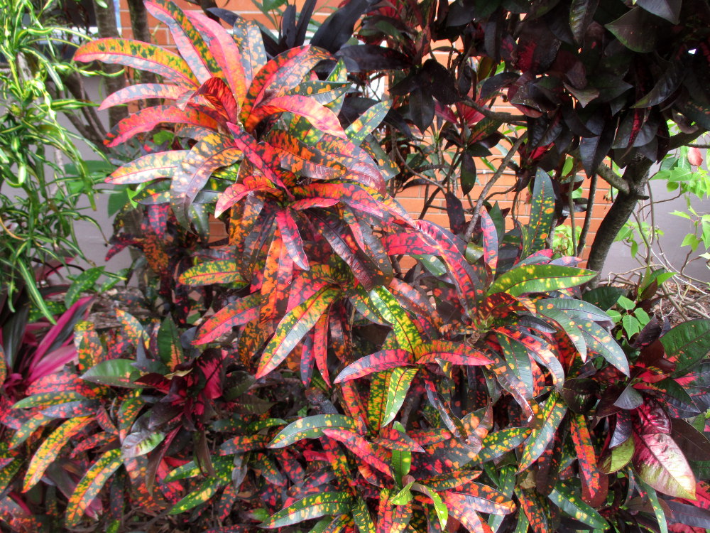 Image of Codiaeum variegatum specimen.