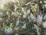 Grevillea intricata