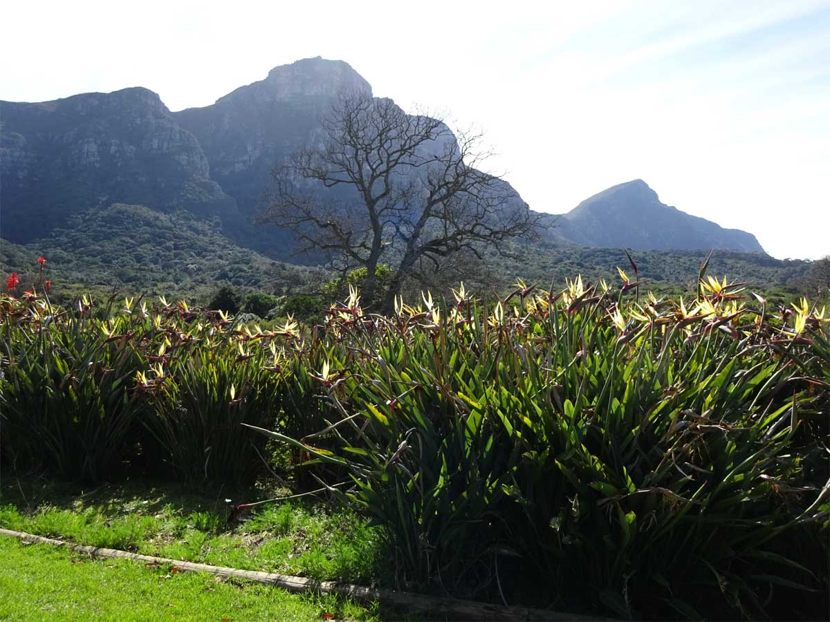 Image of Strelitzia reginae specimen.