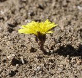 genus Taraxacum