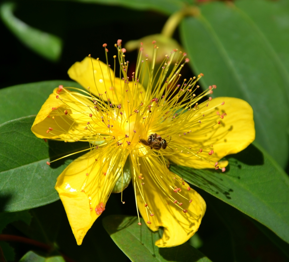 Изображение особи Hypericum calycinum.