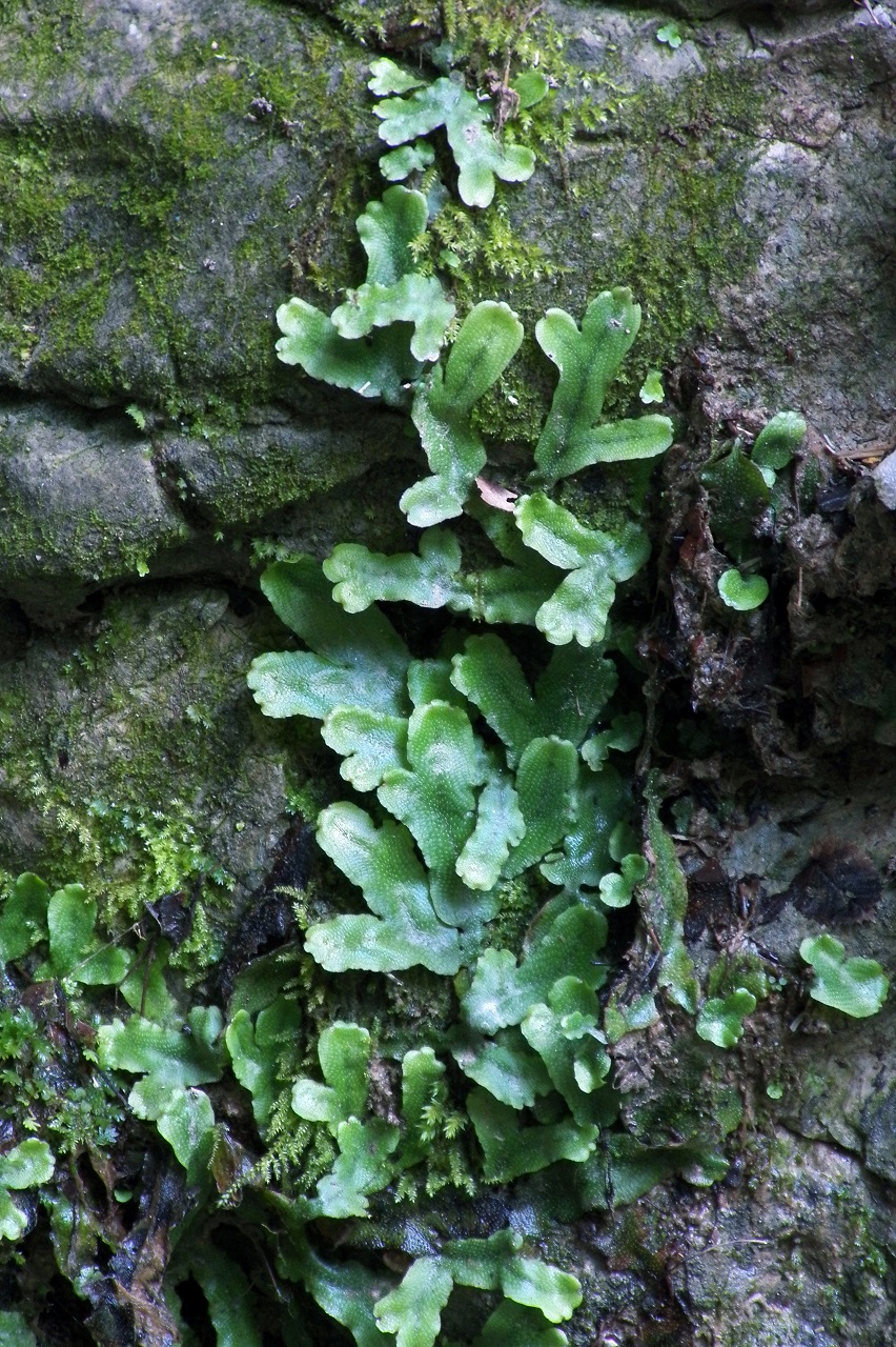 Image of Conocephalum conicum specimen.