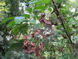 Pararchidendron pruinosum. Ветвь с прошлогодними плодами и развивающимися соцветиями. Австралия, г. Брисбен, парк Университета Квинсленда. 14.09.2016.