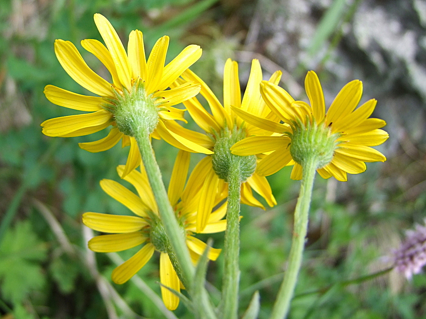 Изображение особи Tephroseris integrifolia.