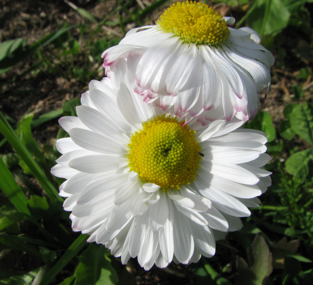 Image of Bellis perennis specimen.