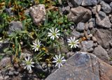 Stellaria brachypetala