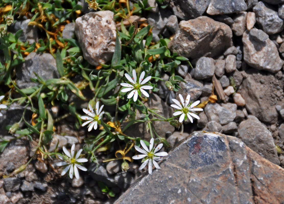 Image of Stellaria brachypetala specimen.