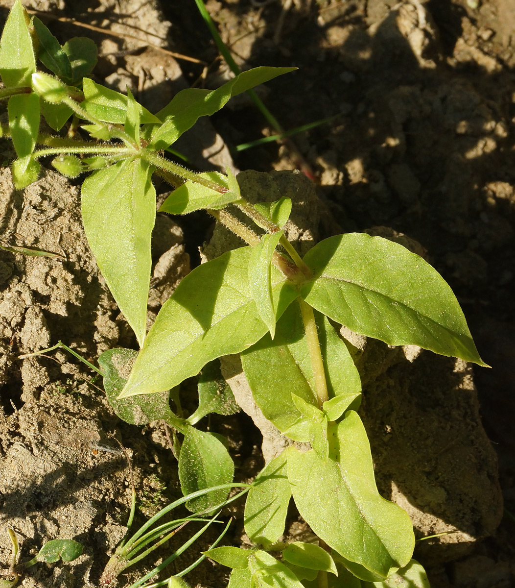 Image of Myosoton aquaticum specimen.