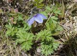 Pulsatilla ajanensis. Цветущее растение. Якутия, Нерюнгринский р-н, перевал Тит, слабозадернованный щебнистый склон. 22.06.2016.