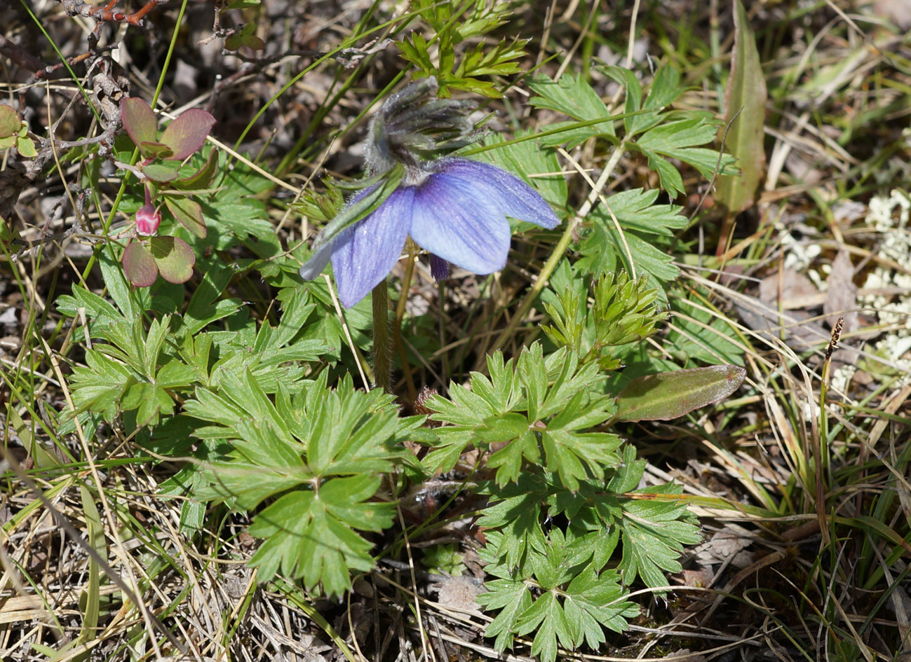Изображение особи Pulsatilla ajanensis.