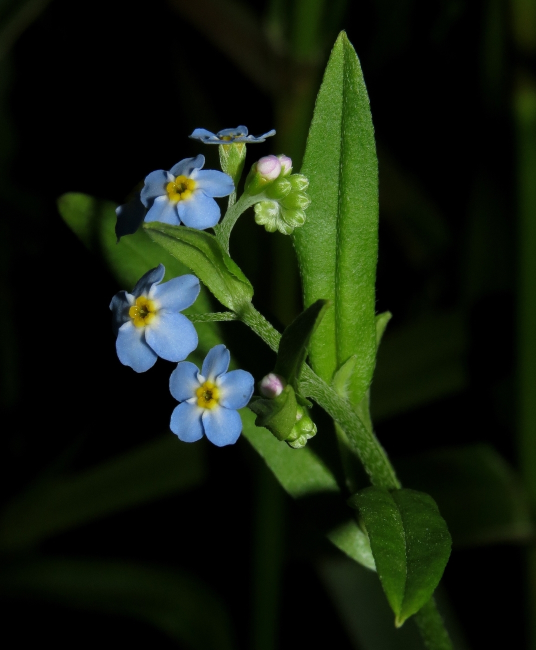 Image of Myosotis palustris specimen.