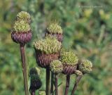 Cirsium setosum