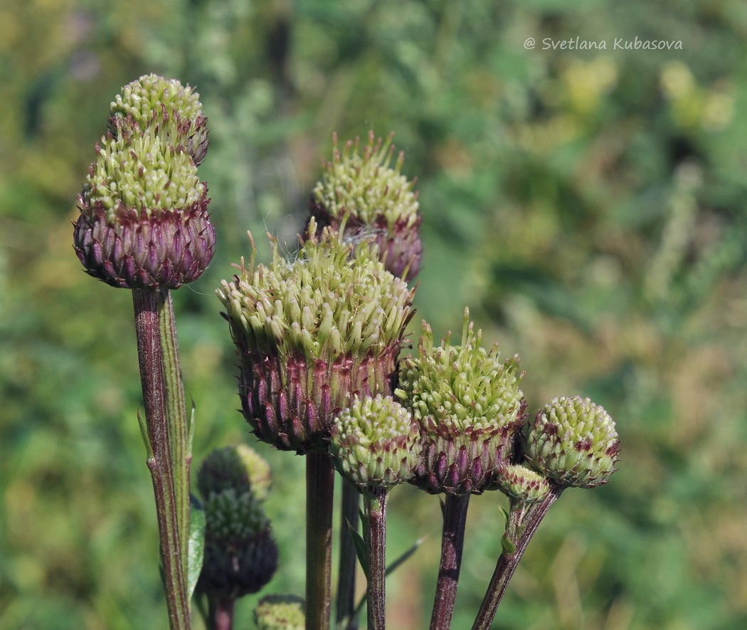 Изображение особи Cirsium setosum.