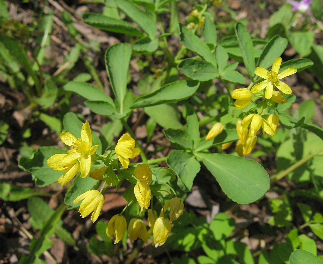 Изображение особи Gymnospermium altaicum.