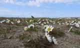 Tripleurospermum hookeri