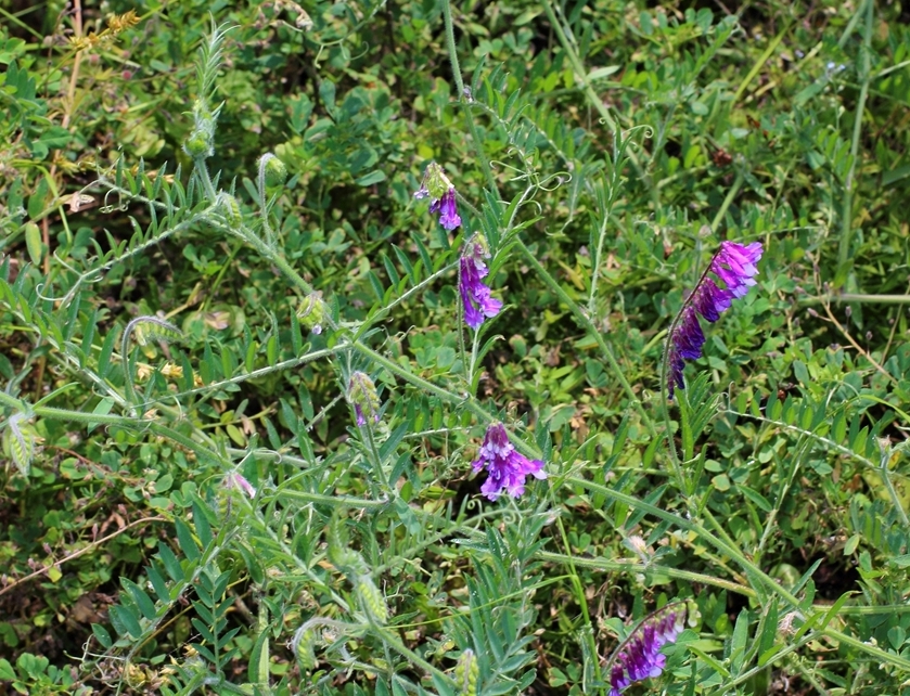 Image of Vicia villosa specimen.