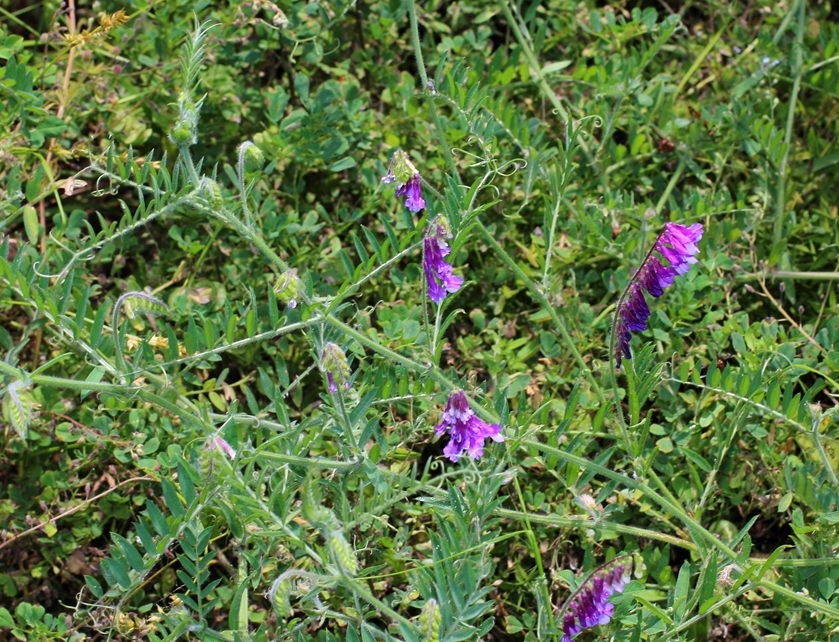 Изображение особи Vicia villosa.