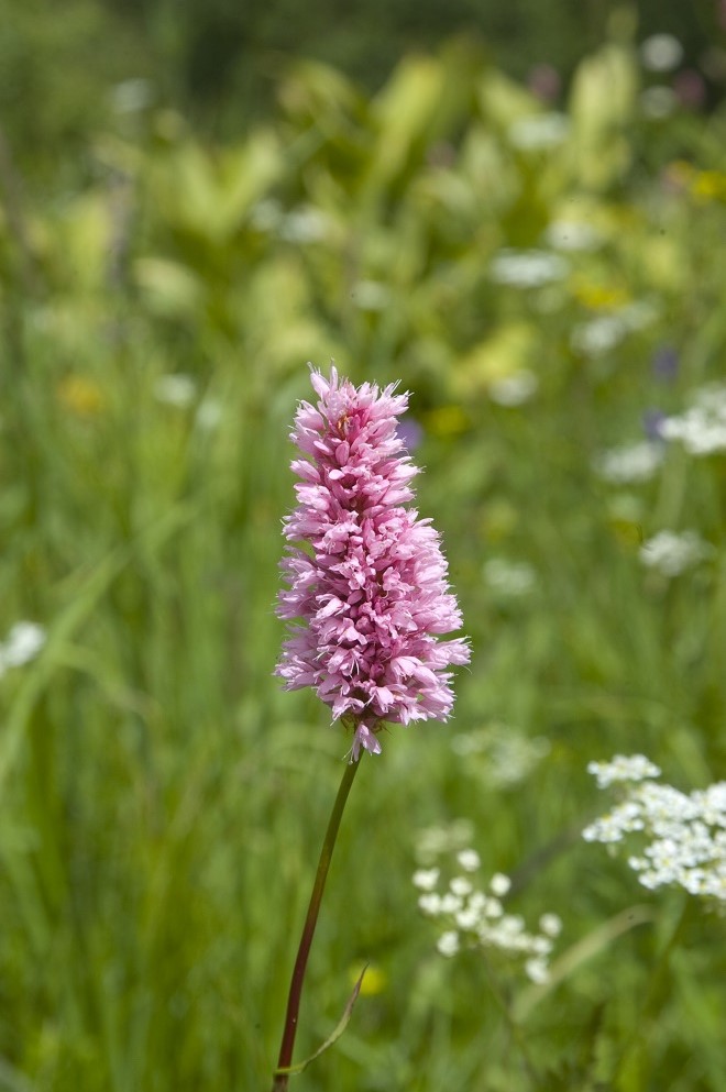 Изображение особи Bistorta carnea.