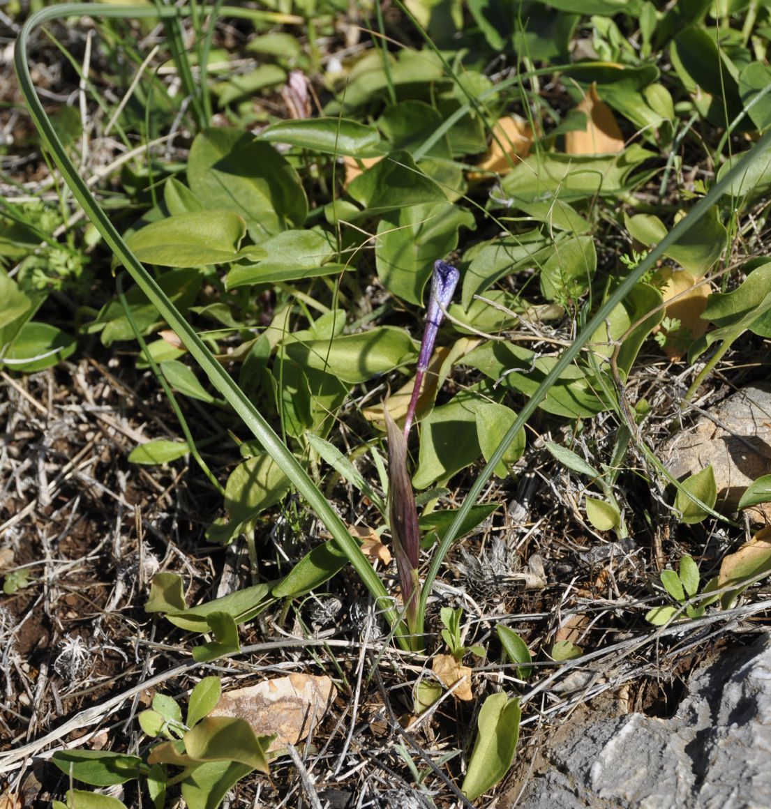 Image of Moraea sisyrinchium specimen.