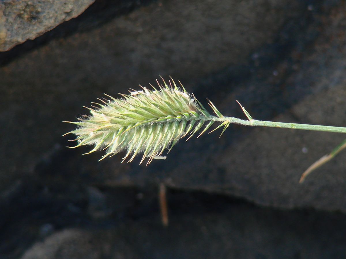 Image of genus Agropyron specimen.