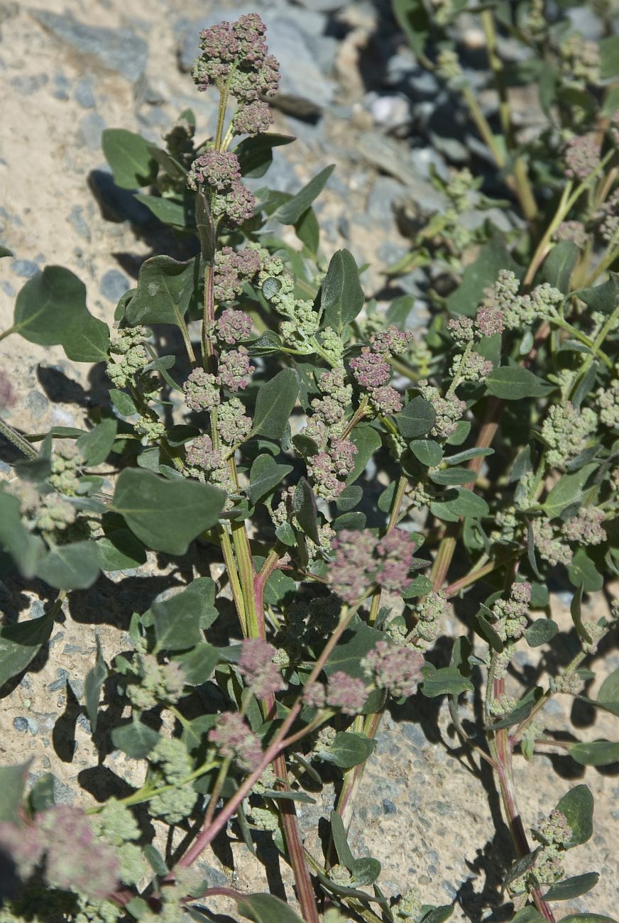 Изображение особи Chenopodium karoi.