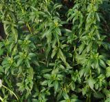 Antirrhinum majus