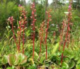 Pyrola incarnata. Плодоносящие растения. Магаданская обл., Ольский р-н, Ольское шоссе, на обочине второстепенной дороги. 06.08.2017.