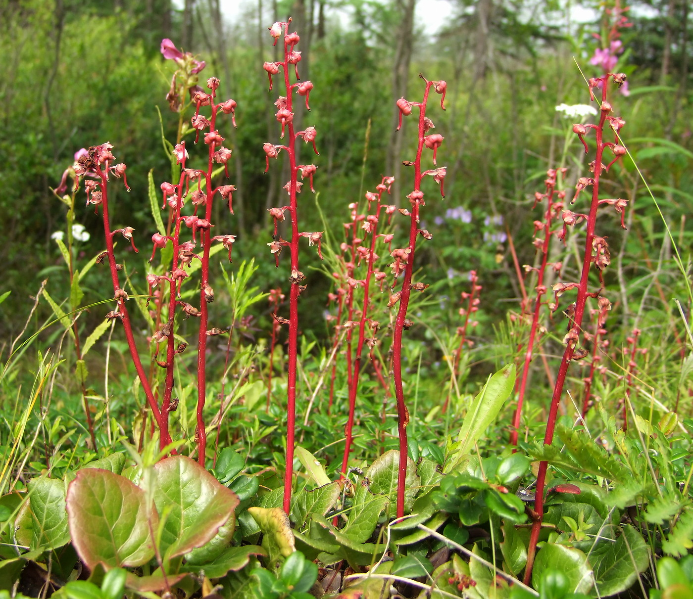 Изображение особи Pyrola incarnata.