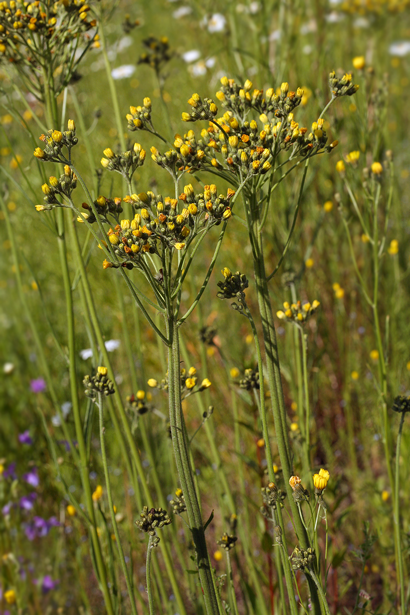Image of Pilosella cymosa specimen.