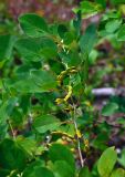 Dendrolobium umbellatum. Верхушка побега с плодами. Малайзия, о-в Калимантан, национальный парк Бако, прибрежный лес. 11.05.2017.