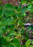 Dendrolobium umbellatum