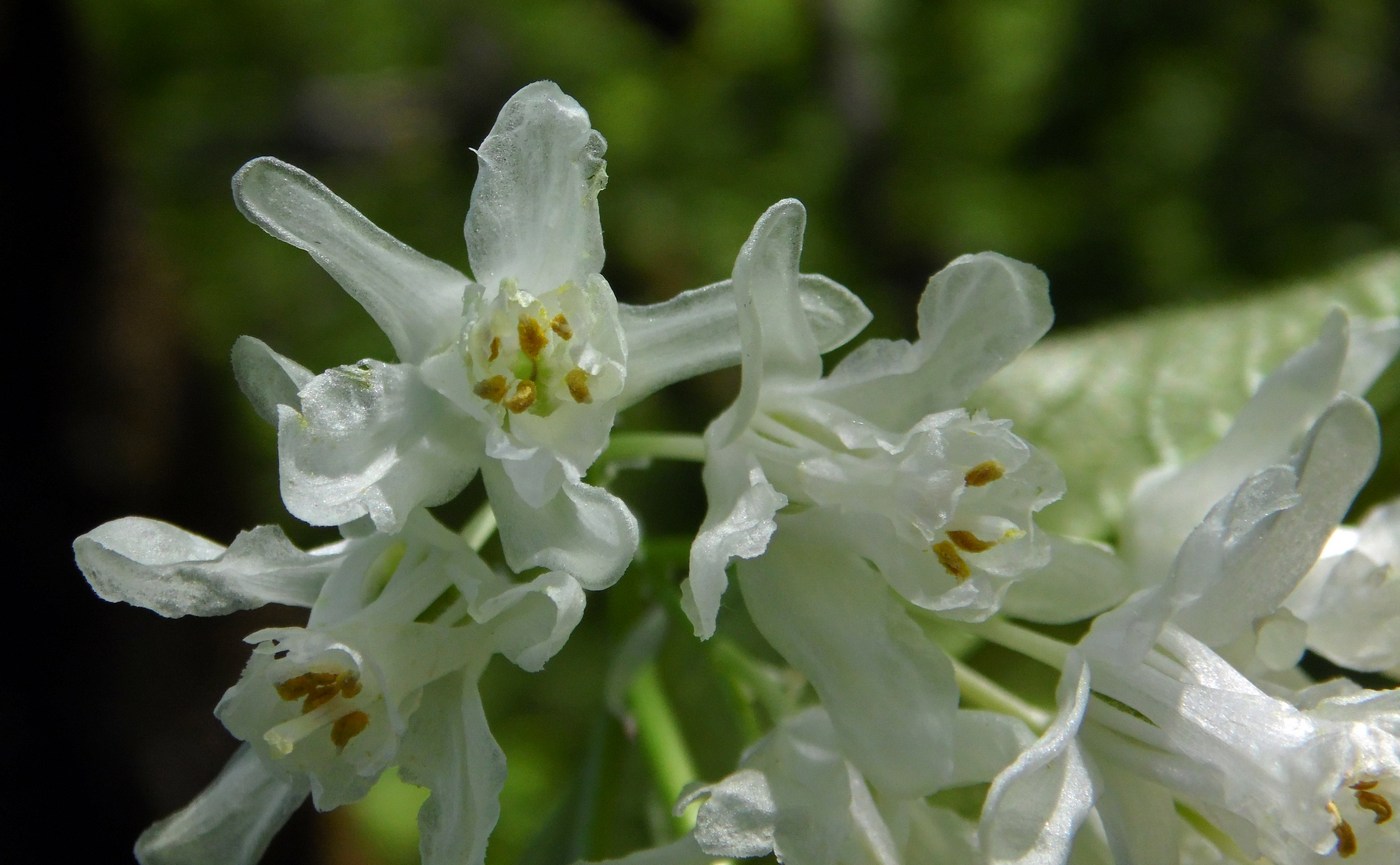 Image of Staphylea colchica specimen.