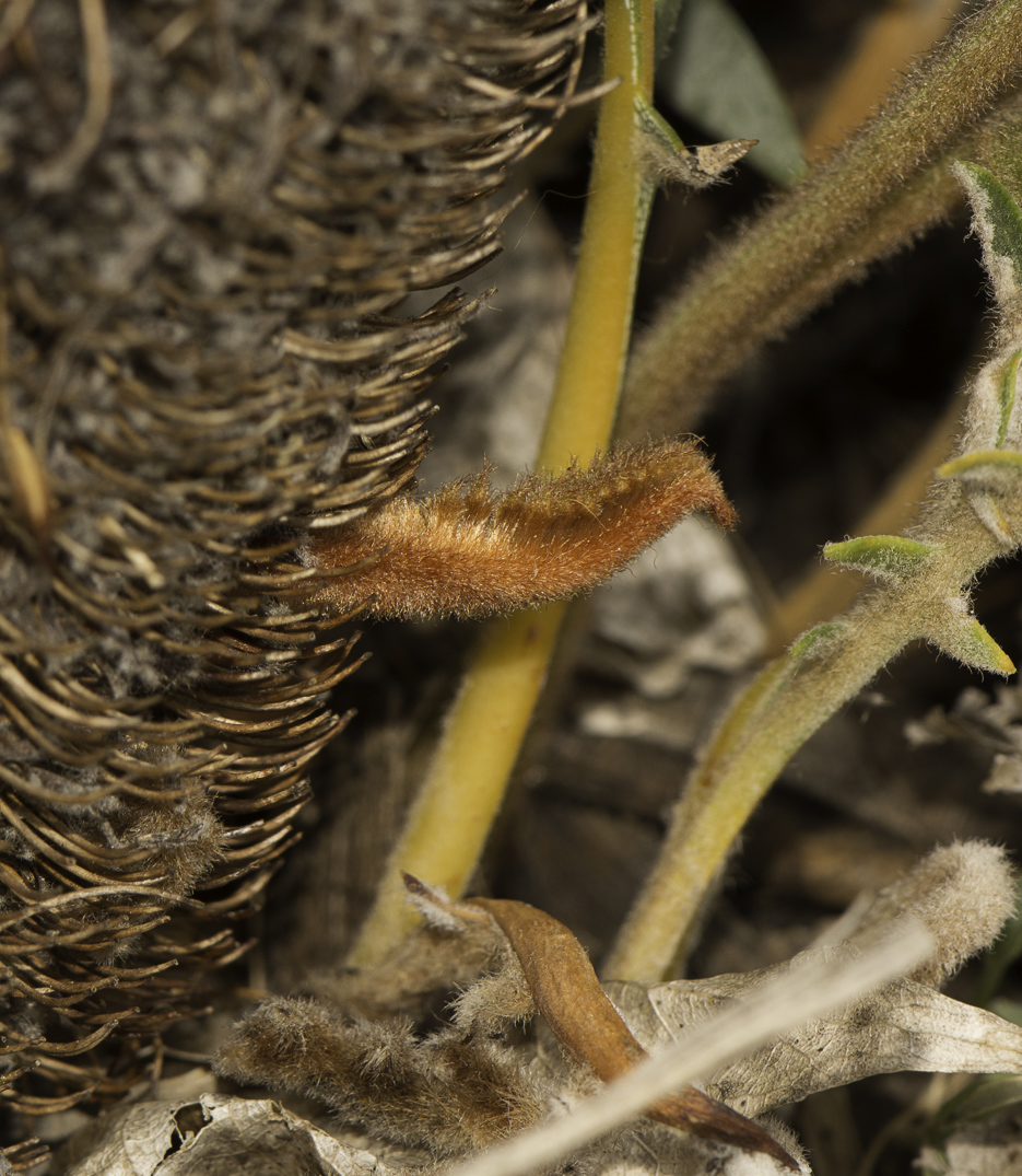 Image of Banksia blechnifolia specimen.