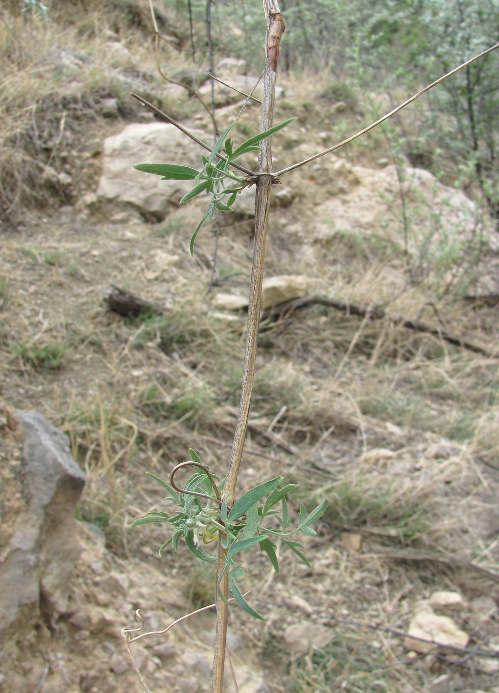 Image of Clematis orientalis specimen.