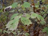 Ulmus laciniata