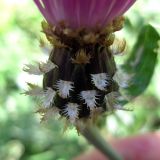 Centaurea dealbata Willd. × Centaurea sumensis