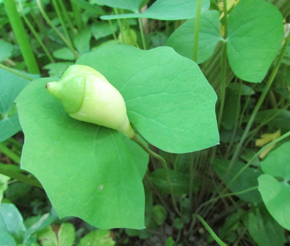 Image of Jeffersonia diphylla specimen.