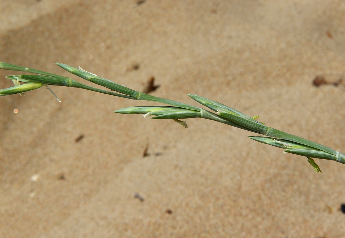 Image of Elytrigia bessarabica specimen.