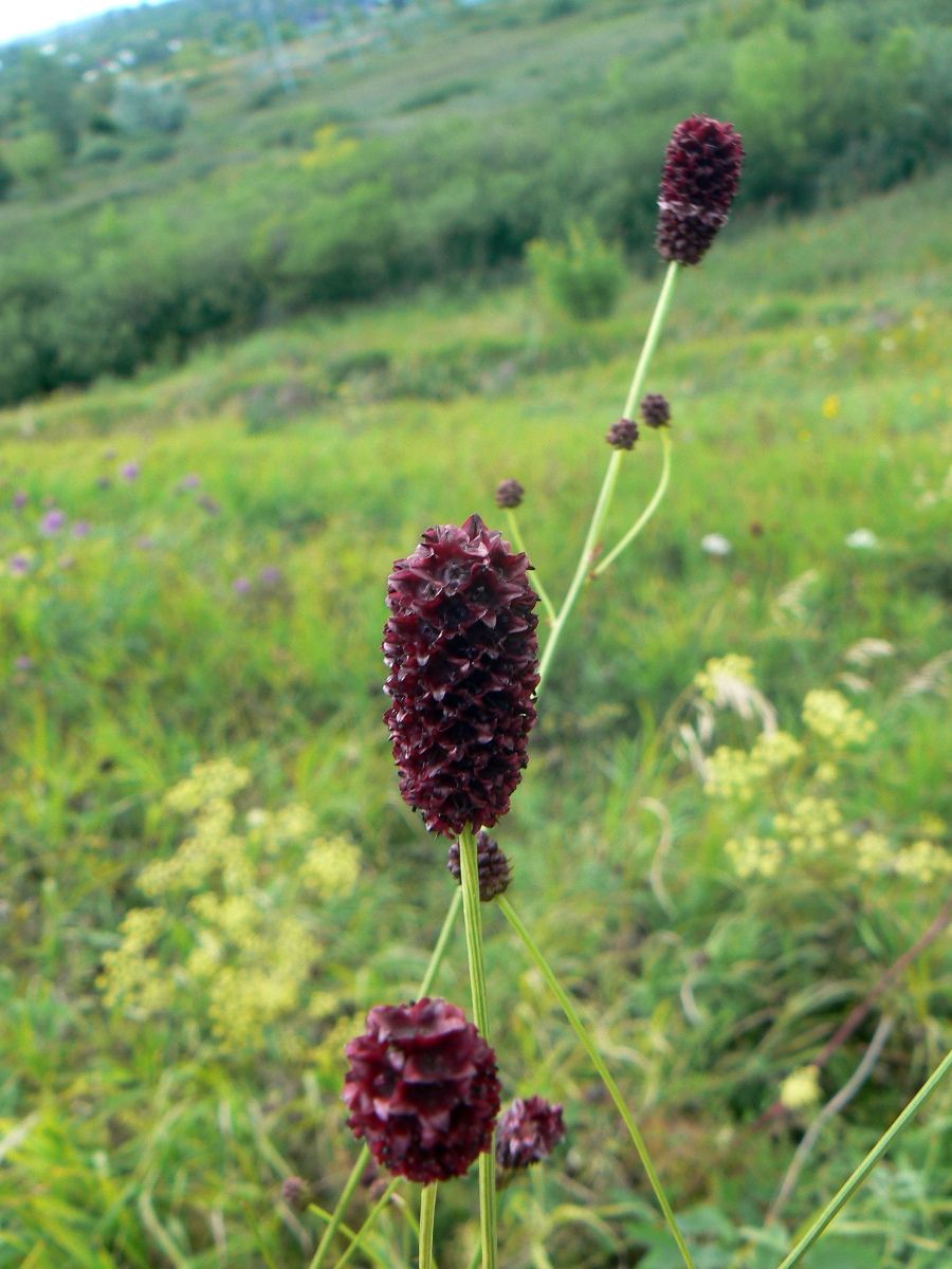 Изображение особи Sanguisorba officinalis.