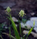 Phalaris canariensis