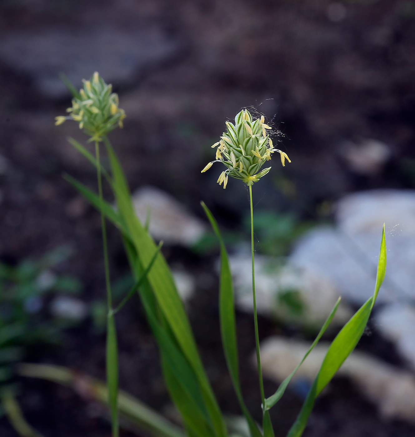 Изображение особи Phalaris canariensis.