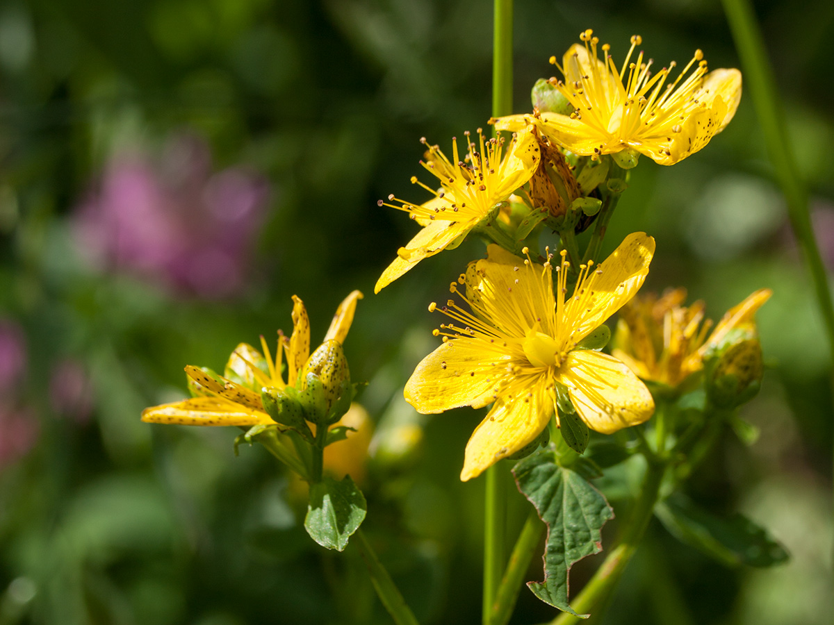 Изображение особи Hypericum maculatum.