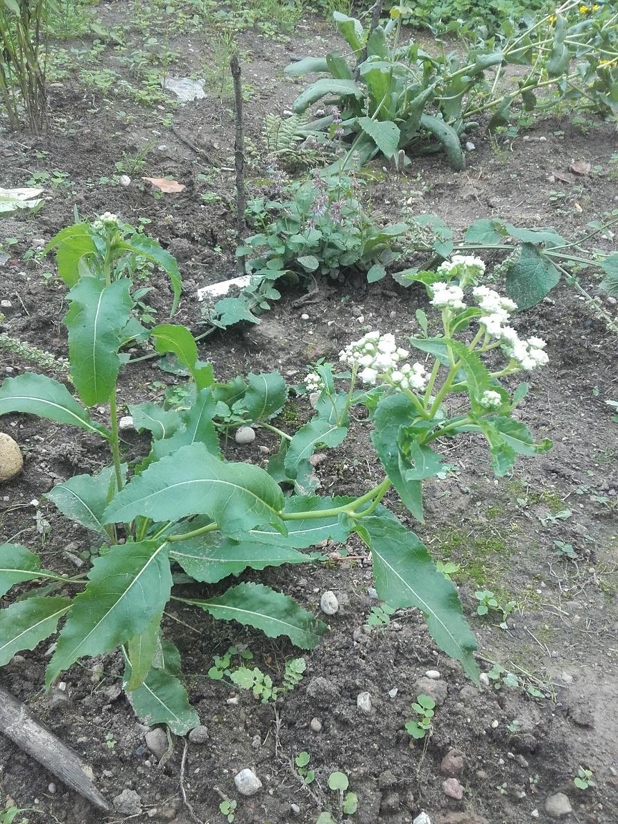 Изображение особи Parthenium integrifolium.